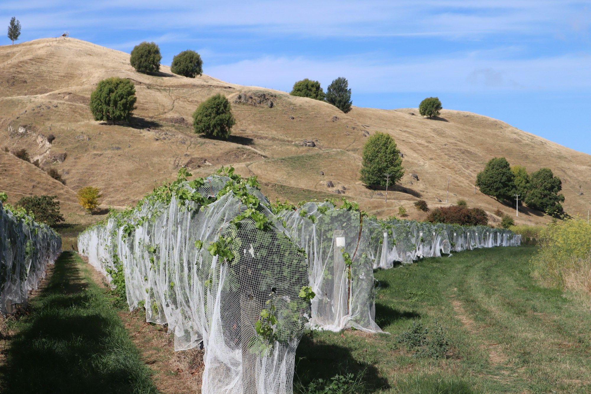 Rows of grapevines under white bird netting below dry hills at a Hawke’s Bay vineyard near Napier